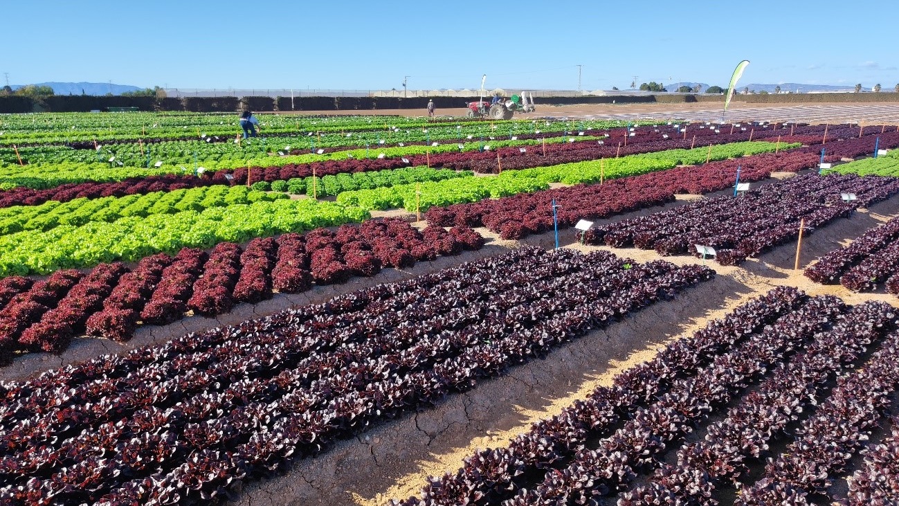 Rijk Zwaan pone el foco al desarrollo de nuevas variedades de hortícolas adaptadas a la nueva climatología.jpg